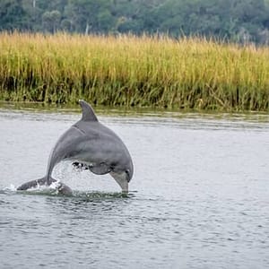 2 Hours Dolphin Eco Tour at 502 E River St, Savannah, United States Lizp.com Special Offers, Deals & Discounts in USA