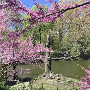 Central Park: Walking Tour at 825 8th Ave, NY, New York, United States Lizp.com Special Offers, Deals & Discounts in USA
