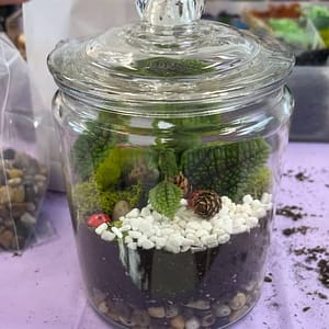 Closed Eco-System Terrarium Class at Luludi Living Art, San Francisco, United States Lizp.com Special Offers, Deals & Discounts in USA