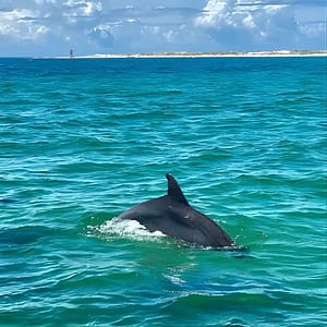 Frisky Mermaid Dolphin Tour + Secluded Beach + Equip at Frisky Mermaid Dolphin Tours & Pontoon Boat Rentals, Pensacola, United States Lizp.com Special Offers, Deals & Discounts in USA