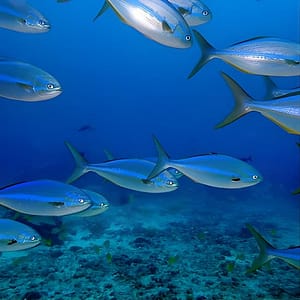 Full day Snorkeling Tour Santa Fe Island and Playa Escondida at Ninfa, Santa Cruz, United States Lizp.com Special Offers, Deals & Discounts in USA