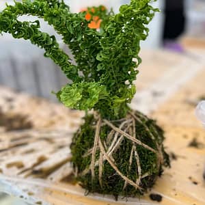 Kokedama Class at Luludi Living Art, San Francisco, United States Lizp.com Special Offers, Deals & Discounts in USA