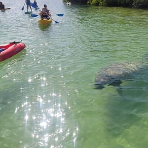 Mangrove Jungle Exploration on SUP/Kayak at 1991 NE 135th St, Miami, United States Lizp.com Special Offers, Deals & Discounts in USA