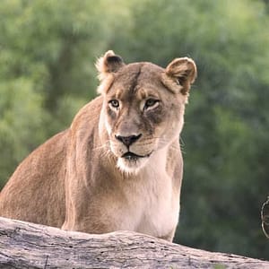San Diego Zoo Safari Park: Discover the Adventure of a Lifetime at San Diego Zoo Safari Park, San Diego, United States Lizp.com Special Offers, Deals & Discounts in USA