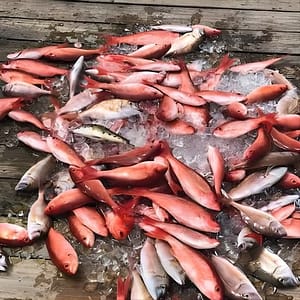 Shared Deep Sea Fishing Trip at Pelican Adventures, Destin, United States Lizp.com Special Offers, Deals & Discounts in USA