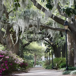 Trivia Tour at Wright Square, Savannah, United States Lizp.com Special Offers, Deals & Discounts in USA