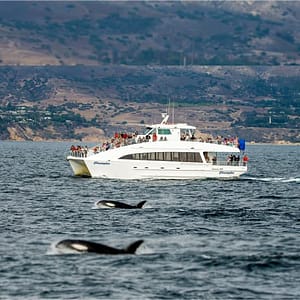 Whale Watching at Harbor Breeze Cruises, Los Angeles, United States Lizp.com Special Offers, Deals & Discounts in USA