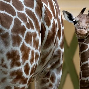 ARTIS Amsterdam Royal Zoo: Entry Ticket – Recently Added Experiences Lizp.com Special Offers, Deals & Discounts in USA