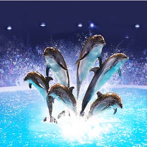 Dolphin & Seal Show – Dubai Dolphinarium – Must-see attractions Lizp.com Special Offers, Deals & Discounts in USA