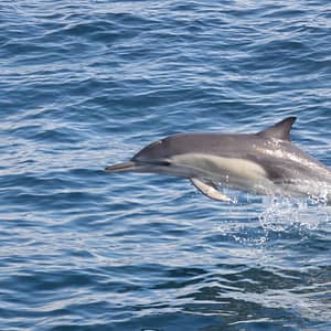 Dolphins Watching & Snorkeling – Sightseeing and Tours Lizp.com Special Offers, Deals & Discounts in USA