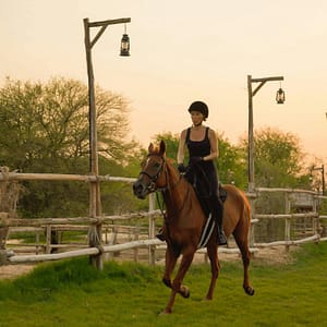 Horse Riding with Open Buffet Dinner & Shows – Desert safaris Lizp.com Special Offers, Deals & Discounts in USA