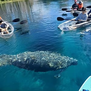 Clear Kayak or Paddleboard Manatee Adventure at Silver Springs State Park, Orlando, United States Lizp.com Special Offers, Deals & Discounts in USA