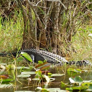 Everglades: Airboat Ride, Wildlife Show & Roundtrip Transport from Miami at Bayside Marketplace, Miami, United States Lizp.com Special Offers, Deals & Discounts in USA
