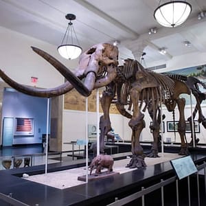 American Museum of Natural History (AMNH): All Ticketed Exhibitions at American Museum of Natural History (AMNH), New York, United States Lizp.com Special Offers, Deals & Discounts in USA