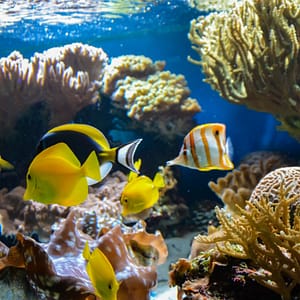 SEA LIFE London Aquarium – Entry Ticket – Top-Rated Attractions Lizp.com Special Offers, Deals & Discounts in USA