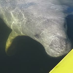 Manatee Discovery Kayak Tour for Small Groups near Orlando at Blue Spring State Park: French Landing Boat Ramp, Orlando, United States Lizp.com Special Offers, Deals & Discounts in USA