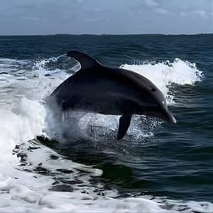 Private ONLY Dolphin Boat Tours at 2109 SW 29th Terrace, Fort Myers, United States Lizp.com Special Offers, Deals & Discounts in USA