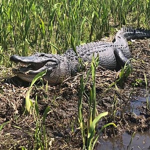 Jean Lafitte Swamp and Bayou Tour at 6601 Leo Kerner Pkwy., New Orleans, United States Lizp.com Special Offers, Deals & Discounts in USA