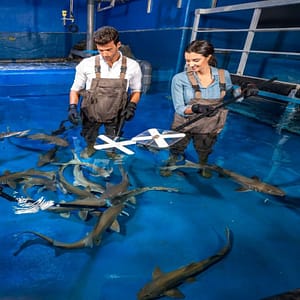 Dubai Aquarium & Underwater Zoo – Shark Trainer Encounter – Experiences Lizp.com Special Offers, Deals & Discounts in USA