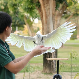 Exotic Bird Show – Dubai Dolphinarium – Dubai Dolphinarium Lizp.com Special Offers, Deals & Discounts in USA