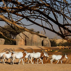 Al Ain Zoo Tickets – Experiences Lizp.com Special Offers, Deals & Discounts in USA