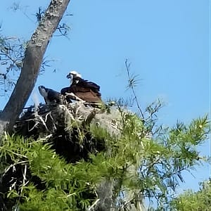 Waccamaw River Nature and Wildlife Tour at 8496 Enterprise Rd, Myrtle Beach, United States Lizp.com Special Offers, Deals & Discounts in USA