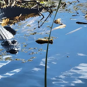 CENTRAL FLORIDA’S LOWEST PRICED eco-friendly airboat rides at 3702 Big Bass Rd, Orlando, United States Lizp.com Special Offers, Deals & Discounts in USA