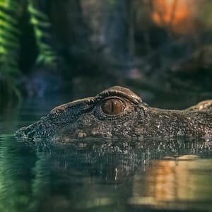 Dubai Aquarium & Underwater Zoo – King Crock Encounter – Experiences Lizp.com Special Offers, Deals & Discounts in USA