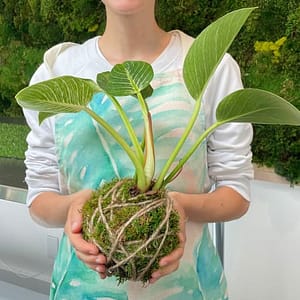 Create your own Kokedama at 28-38 42nd St, New York, United States Lizp.com Special Offers, Deals & Discounts in USA