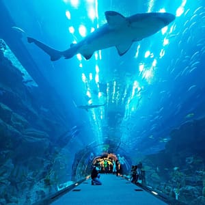 Dubai Aquarium & Underwater Zoo – Gold – Experiences Lizp.com Special Offers, Deals & Discounts in USA