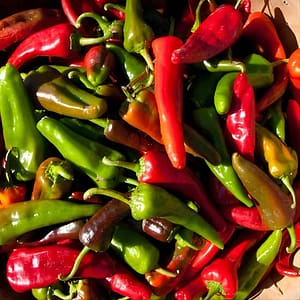 Wander New Mexico Food Tour – Railyard Arts District at 1609 Alcaldesa St, Santa Fe, United States Lizp.com Special Offers, Deals & Discounts in USA