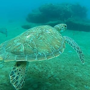2-Hour Guided Snorkel Tour of Phil Foster Park, Blue Heron Bridge at Phil Foster Park, West Palm Beach, United States Lizp.com Special Offers, Deals & Discounts in USA