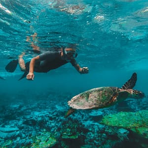 Dive & Snorkel Trips in Fujairah – Water Sports Lizp.com Special Offers, Deals & Discounts in USA