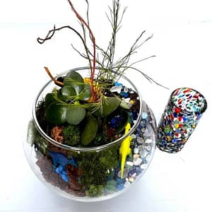 Tequila and Terrarium Night Workshop at Luludi Living Art, San Francisco, United States Lizp.com Special Offers, Deals & Discounts in USA