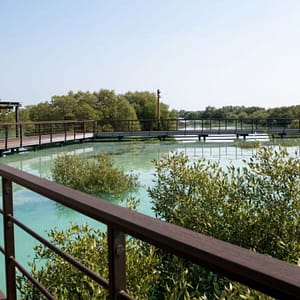 Jubail Mangrove Park – Boardwalk Experience – Recently Added Experiences Lizp.com Special Offers, Deals & Discounts in USA