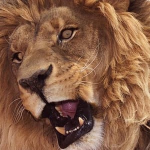 Lion Habitat Ranch Admission Ticket at Lion Habitat Ranch, Las Vegas, United States Lizp.com Special Offers, Deals & Discounts in USA