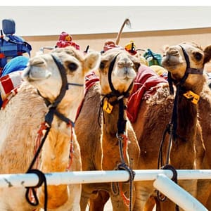 Camelicious Dubai – Must-see attractions Lizp.com Special Offers, Deals & Discounts in USA