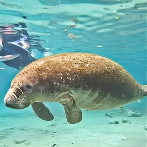 Manatee Swim and Wildlife Park with Upgrade Options from Orlando at Avanti Palms Resort and Conference Center, Orlando, United States Lizp.com Special Offers, Deals & Discounts in USA