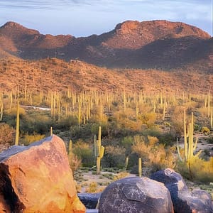 Saguaro National Park East E-Bike Tour at Saguaro Corners Restaurant & Bar, Tucson, United States Lizp.com Special Offers, Deals & Discounts in USA