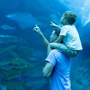 Dubai Aquarium & Underwater Zoo – Ray Encounter – Experiences Lizp.com Special Offers, Deals & Discounts in USA
