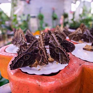 Butterfly Garden – Must-see attractions Lizp.com Special Offers, Deals & Discounts in USA