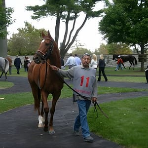 Half-Day Thoroughbred Horse Farm Tour in Kentucky at Embassy Suites by Hilton Lexington/UK Coldstream, Lexington, United States Lizp.com Special Offers, Deals & Discounts in USA