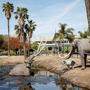 La Brea Tar Pits and Museum Admission Ticket with Excavator Tour at La Brea Tar Pits and Museum, Los Angeles, United States Lizp.com Special Offers, Deals & Discounts in USA