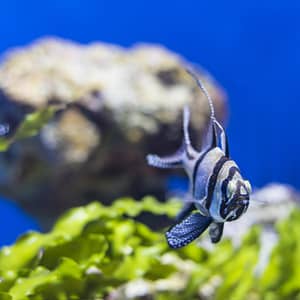 SEA LIFE Manchester Entry Ticket – Theme Parks Lizp.com Special Offers, Deals & Discounts in USA