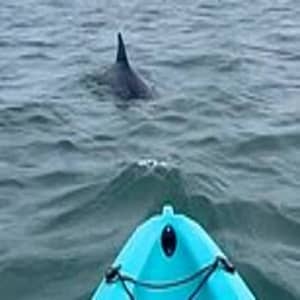 Dolphin Kayak Tour in Virginia Beach at 3576 Piedmont Cir, Virginia Beach, United States Lizp.com Special Offers, Deals & Discounts in USA