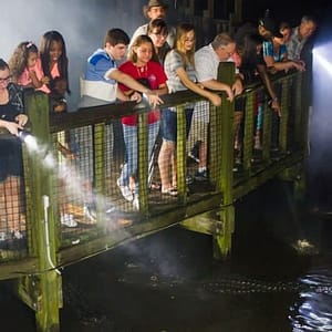 Gatorland Orlando: Gator Night Shine at Gatorland Orlando, Orlando, United States Lizp.com Special Offers, Deals & Discounts in USA