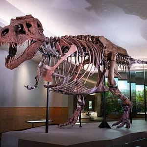 Field Museum of Natural History Early Access Ticket at Field Museum, Chicago, United States Lizp.com Special Offers, Deals & Discounts in USA