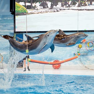 Dolphin & Seal Show – Dubai Dolphinarium + The Green Planet Dubai – Combo – Must-see attractions Lizp.com Special Offers, Deals & Discounts in USA