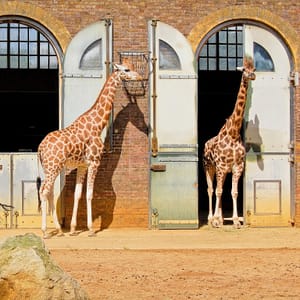 London Zoo: Entry Ticket – Recently Added Experiences Lizp.com Special Offers, Deals & Discounts in USA