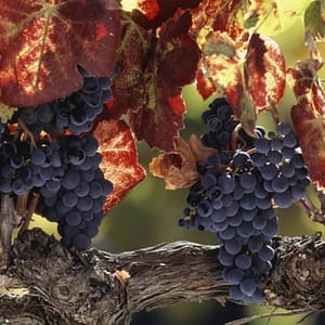 Napa Valley & Sonoma: Wine Tour from San Francisco at Union Square, San Francisco, United States Lizp.com Special Offers, Deals & Discounts in USA